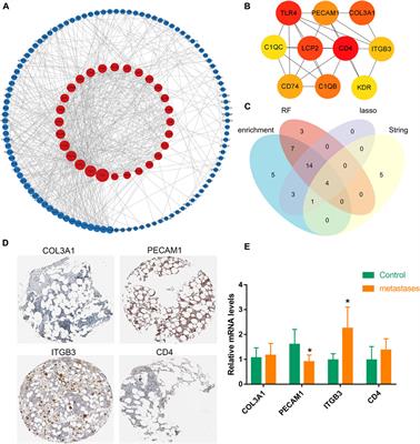 PECAM1 plays a role in the pathogenesis and treatment of bone metastases